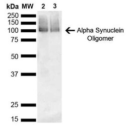 alpha-Synuclein Antibody (3C11), Novus Biologicals 100 &mu;g | Buy Online | Novus Biologicals | Fisher Scientific